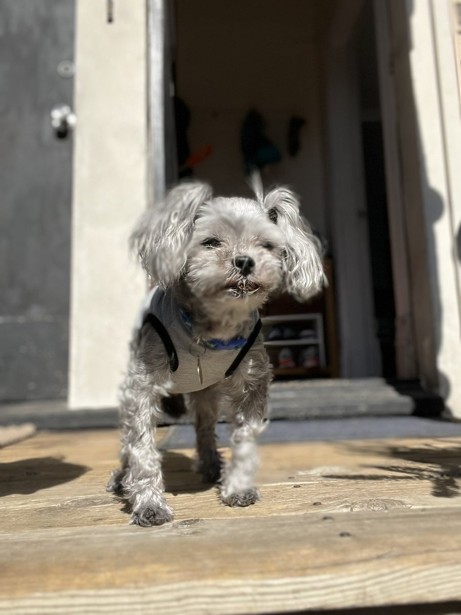 Aussieshell4 tweet media