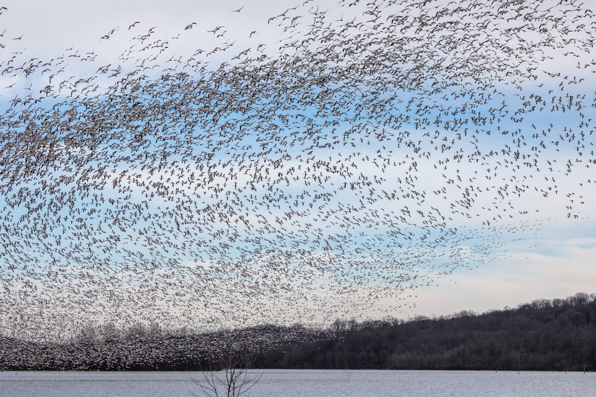 MelodyAnneM's tweet image. Vortex

Snow Goose murmuration over the lake at Middlecreek last week.

Photographed with a Canon 5D Mark IV and a Canon EF 100-400mm f/4.5-5.6L IS USM lens.

#birdsinflight #snowgeese #murmuration #nature #wildlife #migration #teamcanon