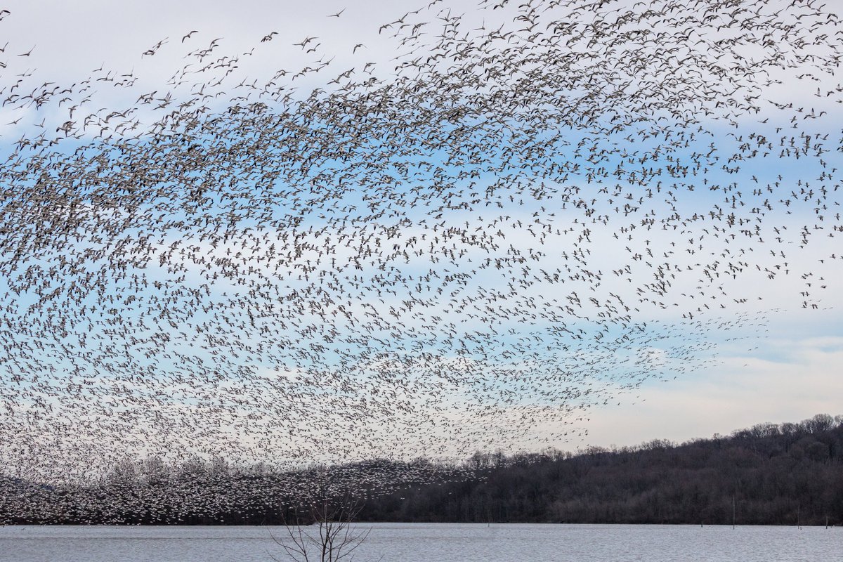 Vortex

Snow Goose murmuration over the lake at Middlecreek last week.

Photographed with a Canon 5D Mark IV and a Canon EF 100-400mm f/4.5-5.6L IS USM lens.

#birdsinflight #snowgeese #murmuration #nature #wildlife #migration #teamcanon