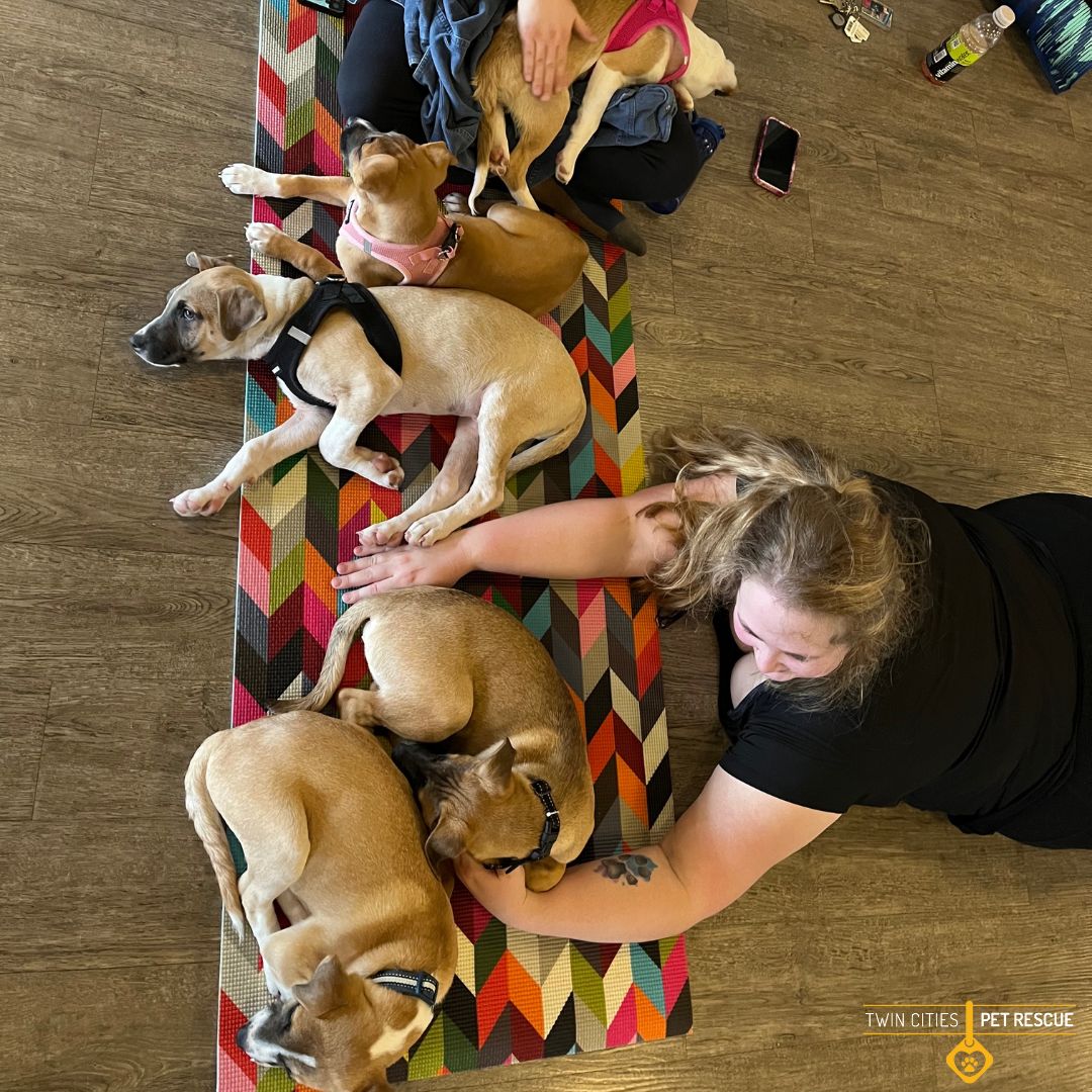 We all had so much fun at Puppy Yoga yesterday!

A huge thank you to Yoga Fit Linden Hills and everyone who attended the class.

To adopt or to view more information on any of the puppies, visit: twincitiespetrescue.org/adopt/adoptabl…

#puppyyoga #puppies #adoptme #adoptablepuppies