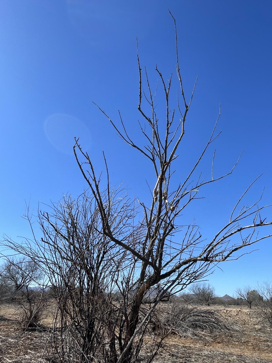 Hike #1 of the weekend. De Anza trail along the Santa Cruz river, Amado, Arizona. Exploring my roots!