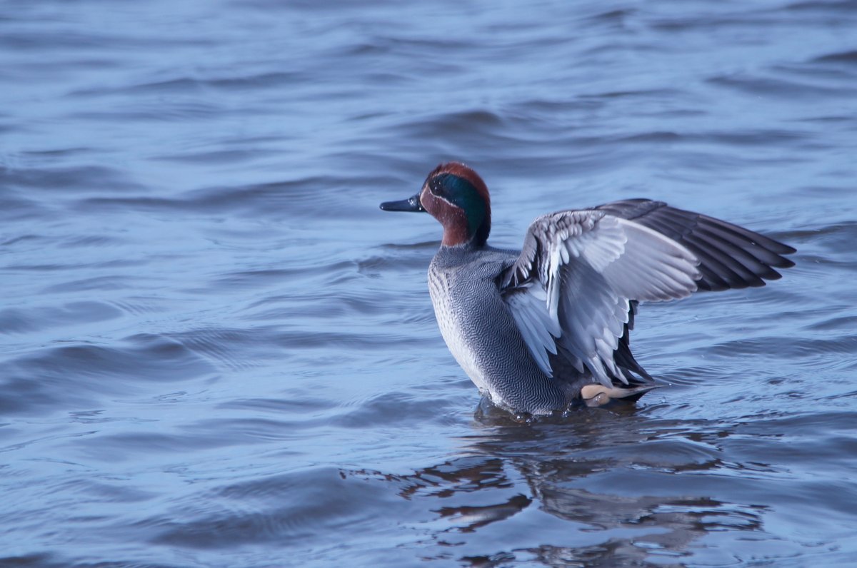 #wexmondays #Sharemondays#rspb#springwatch

Teal preparing for takeoff