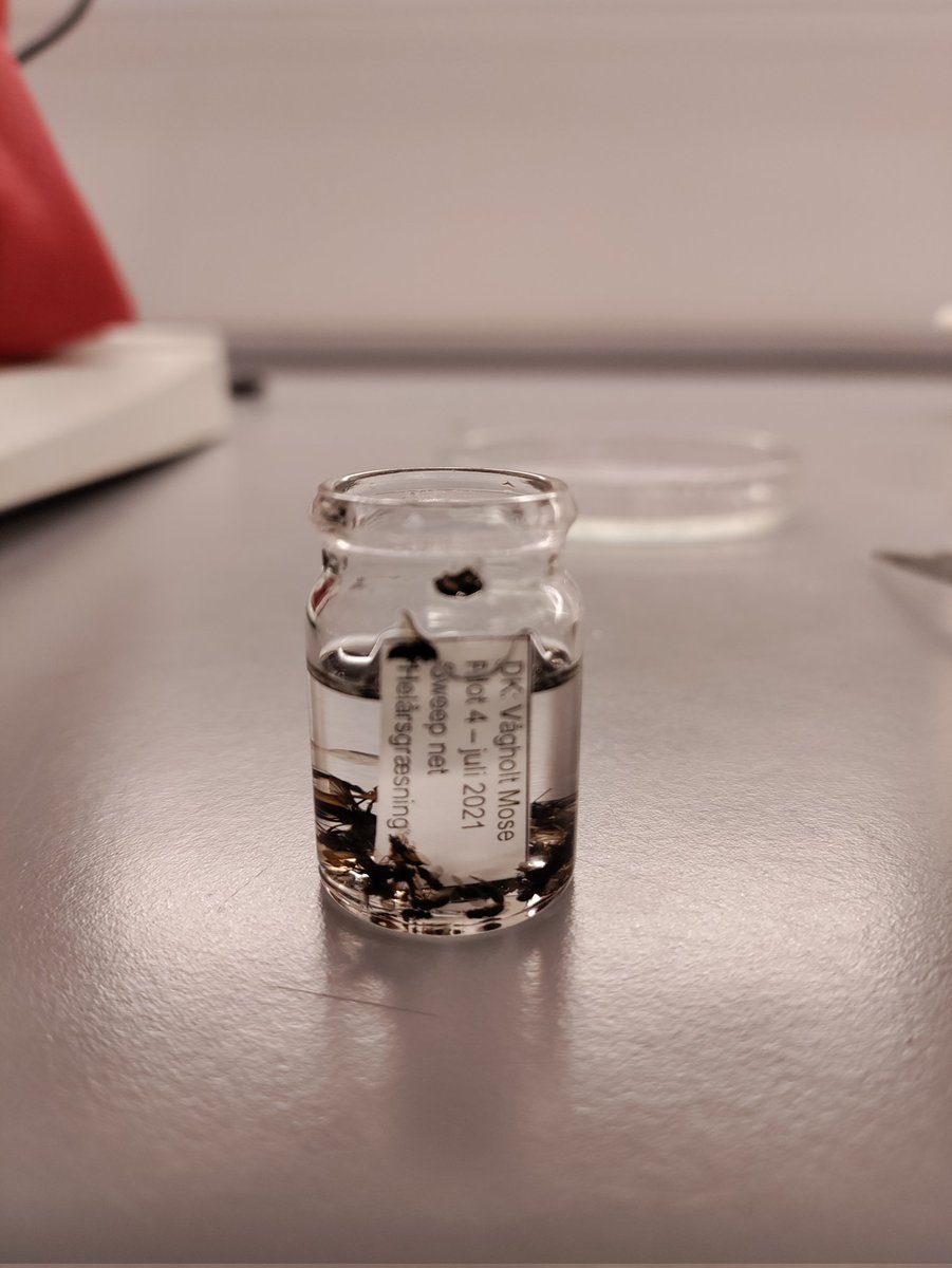 Last Friday we celebrated a major accomplishment - the completion of sorting out insects from 168 sweep net samples with a worthy amount of grass seeds. The samples were collected in 42 whole-year grazed sites across Denmark. They bugged us for more than a year.

#zoolab #ignku