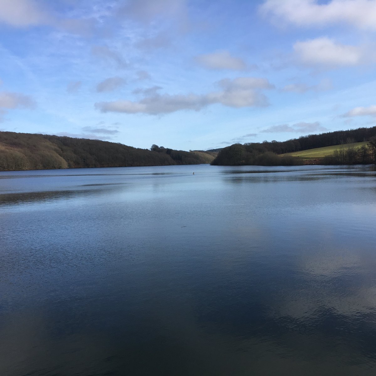 Archie__Doodle's tweet photo. Been out again trying to burn calories.  Went cross-country but had to guide mum back to car park, no sense of direction!!!   #Archie, strutting
#HaddonHill #WimbleballLake #Exmoor #Somerset #dogsoftwitter #DogTwitter #Porky #pup #sundayvibes #DOGS2023 https://t.co/k0AsZS8gvk