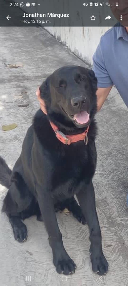 se llama *Ringo* y se perdió esta madrugada por el Mega Licores de El Hatillo. Anda sin collar y su familia lo está buscando desesperadamente. Si lo has visto, por favor comunícate al 0412-4798676
<a href="/FRAENKELE/">FRAENKEL ESCALANTE</a> <a href="/ligiasosa/">𝘓𝘪𝘨𝘪𝘢 𝘚𝘰𝘴𝘢</a> <a href="/yaracalcagno/">yara calcagno</a> <a href="/SomosNevado/">MisiónNevadoVzla</a> <a href="/apoyocanino/">Red de Apoyo Canino</a>  <a href="/ElHatillo/">Alcaldía El Hatillo</a>