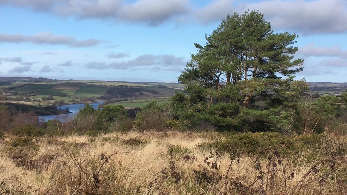 Archie__Doodle's tweet photo. Been out again trying to burn calories.  Went cross-country but had to guide mum back to car park, no sense of direction!!!   #Archie, strutting
#HaddonHill #WimbleballLake #Exmoor #Somerset #dogsoftwitter #DogTwitter #Porky #pup #sundayvibes #DOGS2023 https://t.co/k0AsZS8gvk