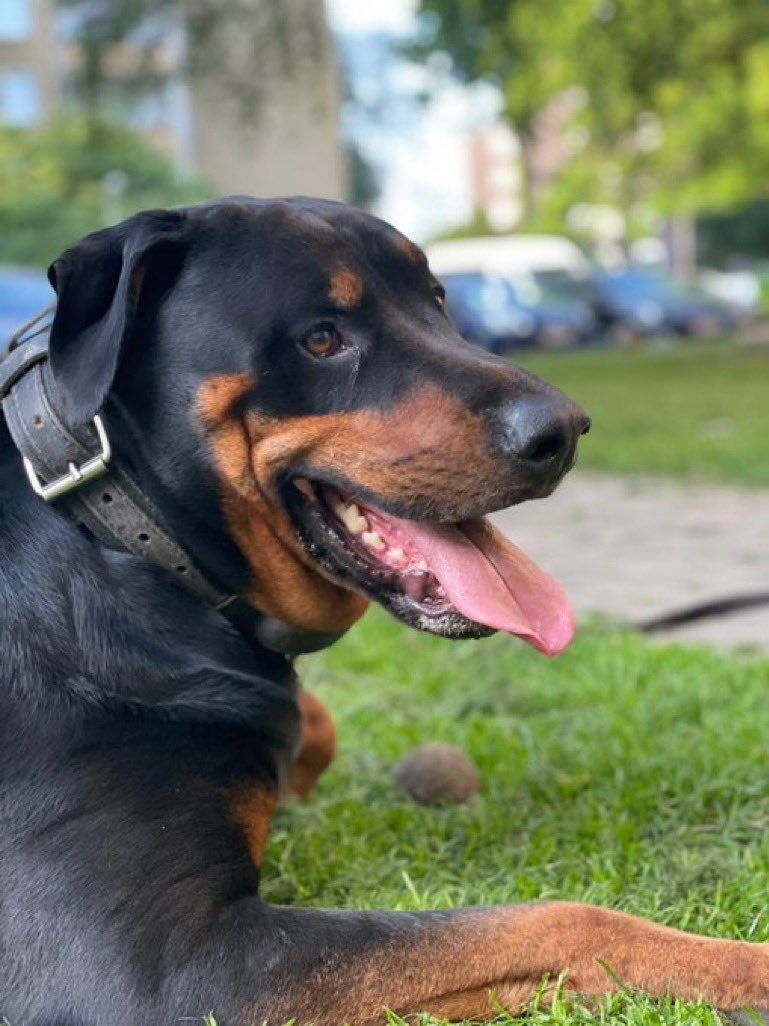 TR_Bachelor's tweet photo. #Twitterrudelbachelor 🌹

Einen herzlichen Applaus für den heutigen Bachelor❤️Tyson @ArmbrechtRamona❤️

Er hat einen tollen Text geschrieben, den ich hier nun posten könnte doch..im Grunde hat sein Herzchen schon gewählt ❤️ Liebe Amy (@susiheirich), würdest du eine Rose 🌹 ⬇️ https://t.co/9UPRdLkgg2
