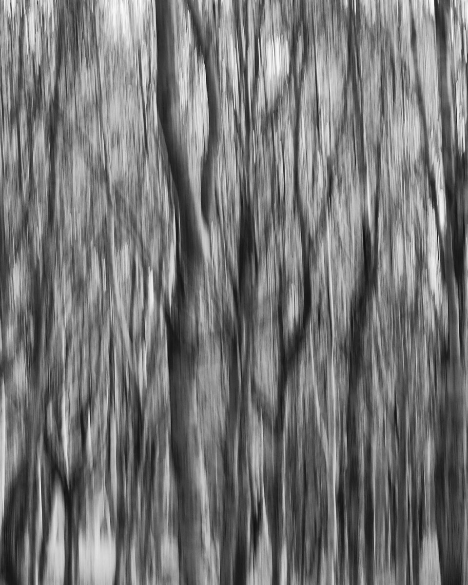 natspringphoto1's tweet photo. Community
Binning Wood, East Lothian
Find your tribe, invest in others, connect, risk , give. Recipe to enrich your life.
#together #shared #interconnected #risk #connected #interdependent #beautiful #still #enveloped #nature #naturephotography #trees #bnwmood https://t.co/TkRlohyxOi