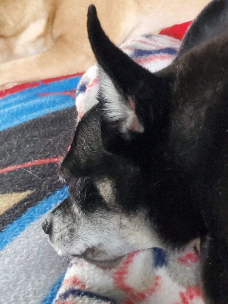 paco5775's tweet photo. Mom is showing all of my gray hairs. You should see hers! #dogsoftwitter #almost10 https://t.co/2DIHsm9R1j