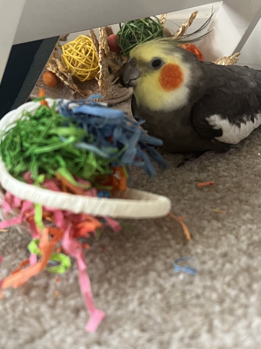 mindo4u's tweet photo. Tearing stuff up #BirdGoals #SundayFunday #Birbs #MyLilBird https://t.co/QjydYHPz5x