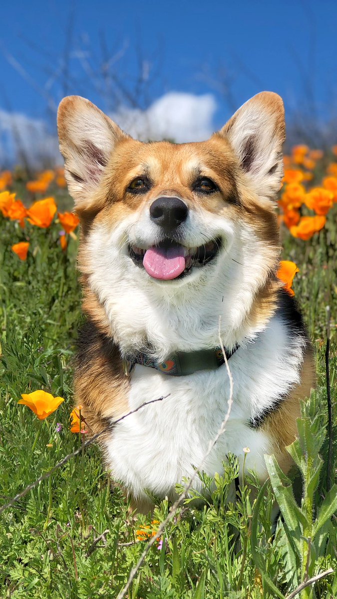 corgi_zero's tweet photo. I found this gem in my Facebook memories from 4 years ago today. It must be time to lace up those hiking boots again! https://t.co/q8kPcUWuAu
