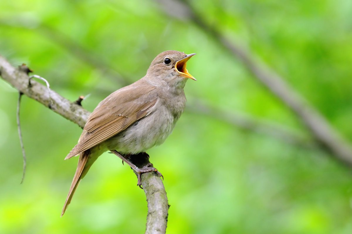 After a long break, we have work to do at the nightingale plots in the Ely Wildspace land. We're planning a session on Sunday 26 February, from 9.30 am meet at level crossing by Boat Club
Please bring gloves &amp; secateurs/loppers if you have them (we do have some gloves and tools).