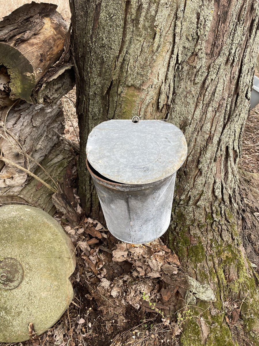 ZimmTheWanderer's tweet photo. Syrup season 2023

#ohio #syrup #maple #maplesyrup #mapletree #tappingtrees #country #countrylife https://t.co/DLZiy1ZbHw
