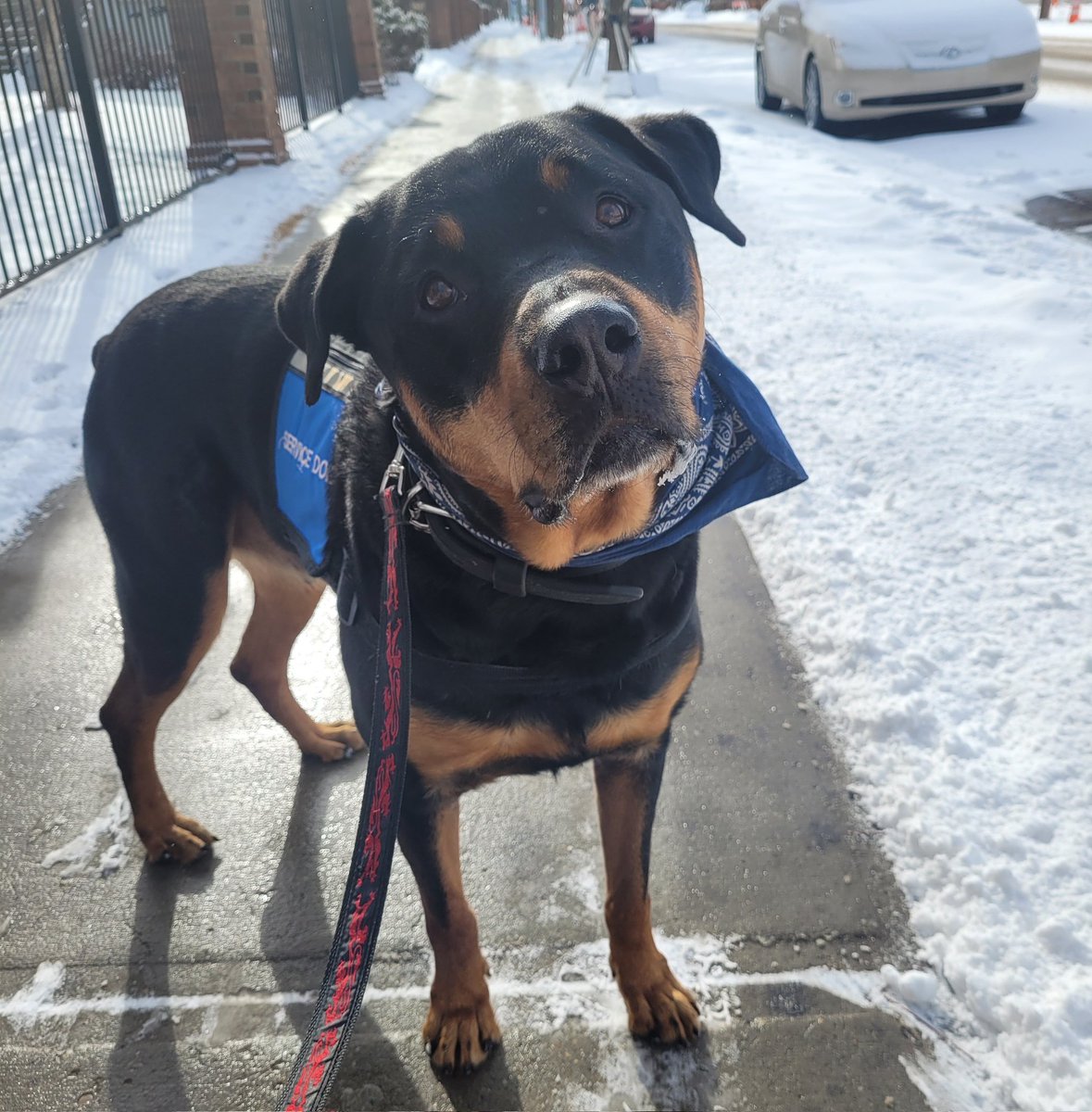 Team Servicerottie🇨🇦🐕‍🦺🦽 tweet media