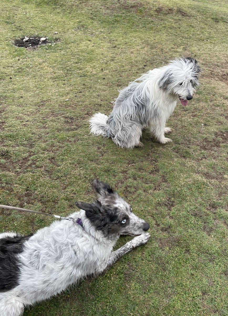 I had a wonderful run on the beach and reunion with one of my pups! Love Millie 🥰 #dogsoftwitter #bordercollie #beardedcollie #bluemerle