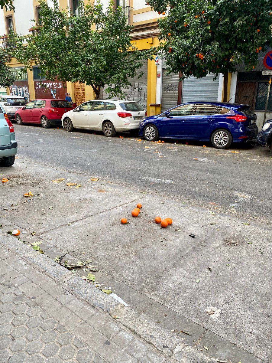 Ayer fue una señora mayor y hoy ha sido mi hijo el q ha resbalado por pisar una de tantas naranjas q tenemos en el suelo. <a href="/Ayto_Sevilla/">Ayuntamiento de Sevilla</a> cuando tienen pensado pasar a recogerlas de Puerta de la Carne?<a href="/LaFloridaSev/">De la Pta. La Carne a la Pta. Carmona</a>