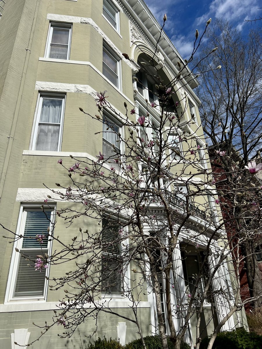 DocReesie's tweet photo. Signs of spring are all around. 🌷🌳

#tuliptree #magnolia #springtime #blooming #DC https://t.co/nu4qiWaT5h