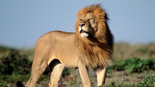Businessboss70's tweet photo. The king of the jungle https://t.co/OalRrbWX8y