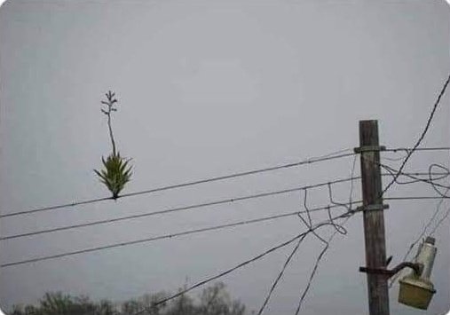 - Plantas de casa: Mírame mal y me muero.
- Plantas silvestres: