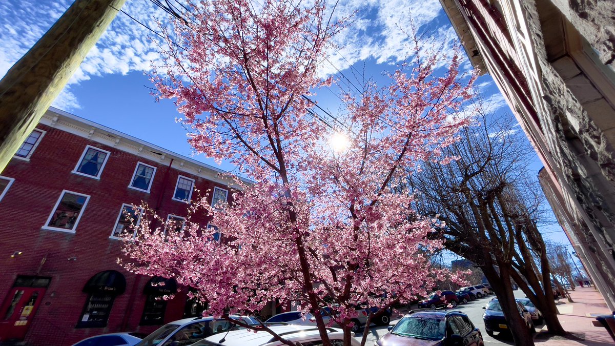 VisitFxbg's tweet photo. 🌸 Spotted some of the spring's first bloom in downtown Fredericksburg!⁣
⁣⁣
#fxbg #fredericksburg #visitvirginia https://t.co/tTQIFA1ohu