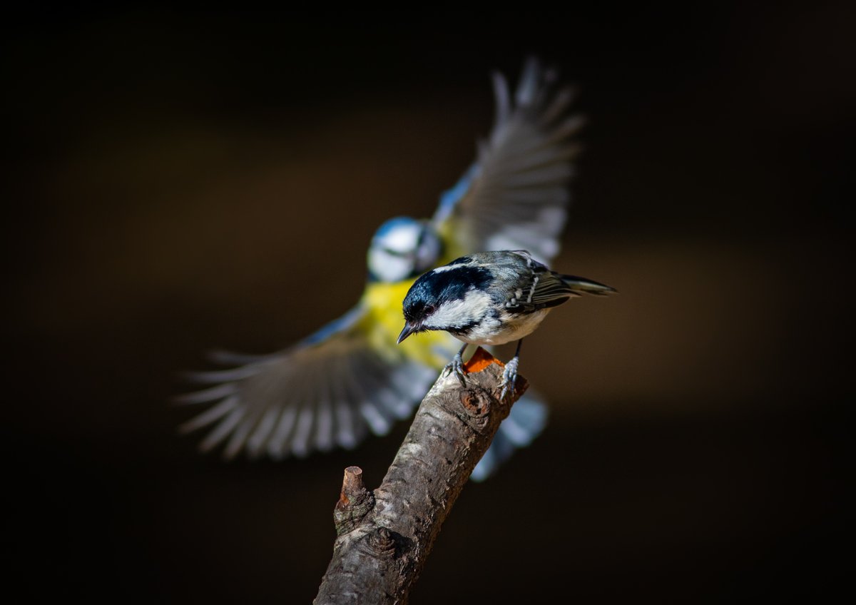 INCOMING! @RSPBbirders @BirdSpotUK #birds #ukbirds