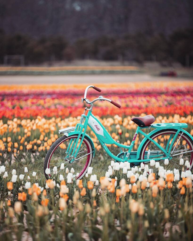 ericamango_'s tweet image. Spring is 1 month away 🤩🌷

#longislandny #waitingforspring #tulipseason #waterdrinkerfamilyfarm #iloveny #luckytolivehere #suffolkcounty #teamcanon #bicyclephotos #newyorklife