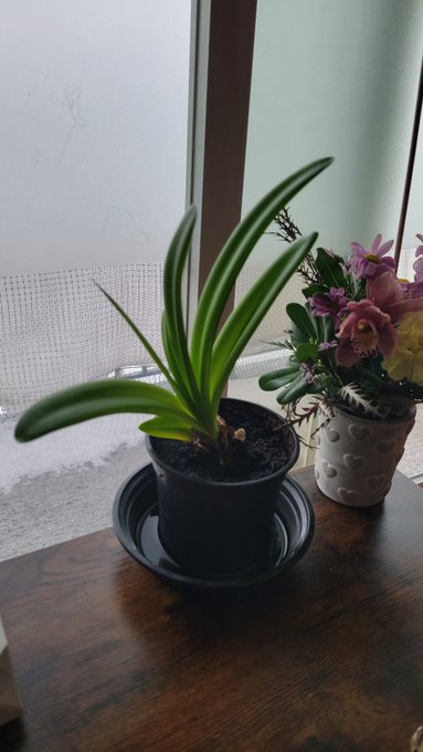 I can't believe how fast planto is growing.  The leaves were just tiny a few days ago.  Do yall talk