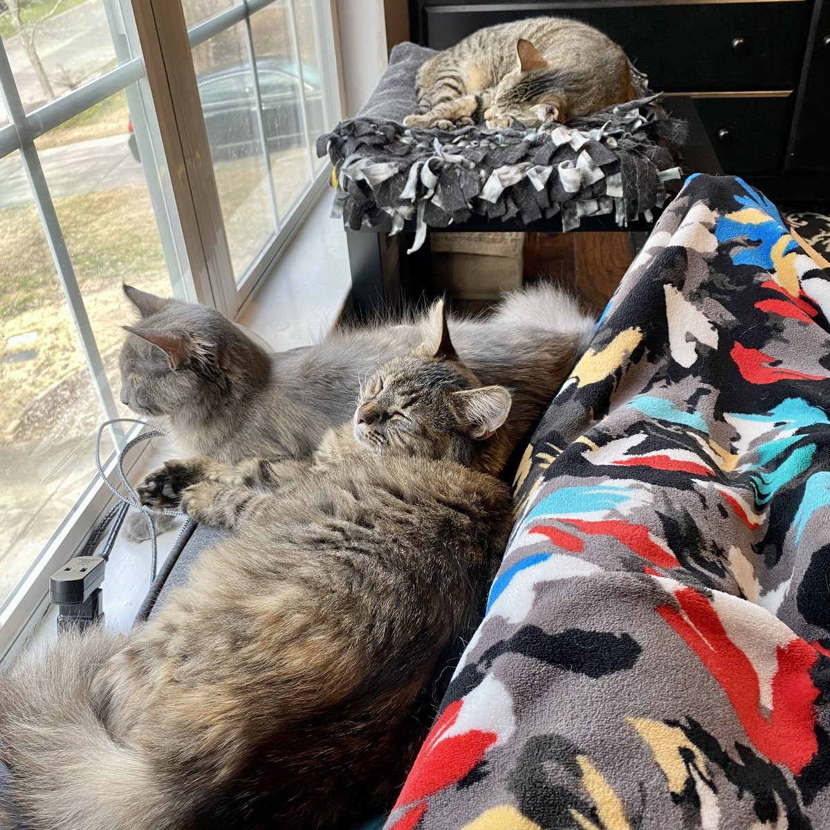 Today’s #selfcare is getting back to reading for pleasure, surrounded by pets. 

#MentalHealth #SelfCareSunday #CatsOfTwitter (dogs not pictured)