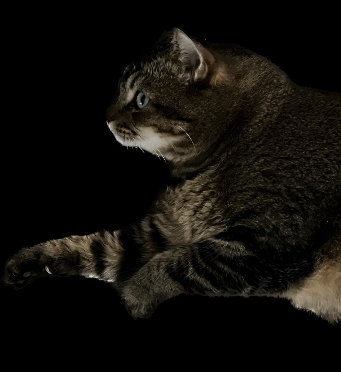 BCatPix's tweet photo. @HuittyH On my way, Weedy!!! π¨
Get ready for the sonic boom! π₯
#AlwaysUseALT #BCatPix #TheArtOfALT #cats #FlyingFelines https://t.co/ShMLtIhpi7