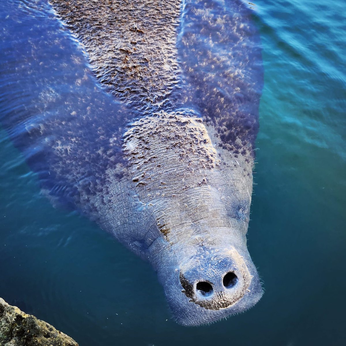 UpTheKeys's tweet image. Hi new friend 👋 
The Florida Keys are home to so many different creatures, this friendly manatee surprised us the other morning 🥰

#mermaidsarereal #floridakeys #flkeys #manatee #sneakymanatee #comeupforair #exploreflorida #meetthelocals #floridakeysroadtrip #upthekeys