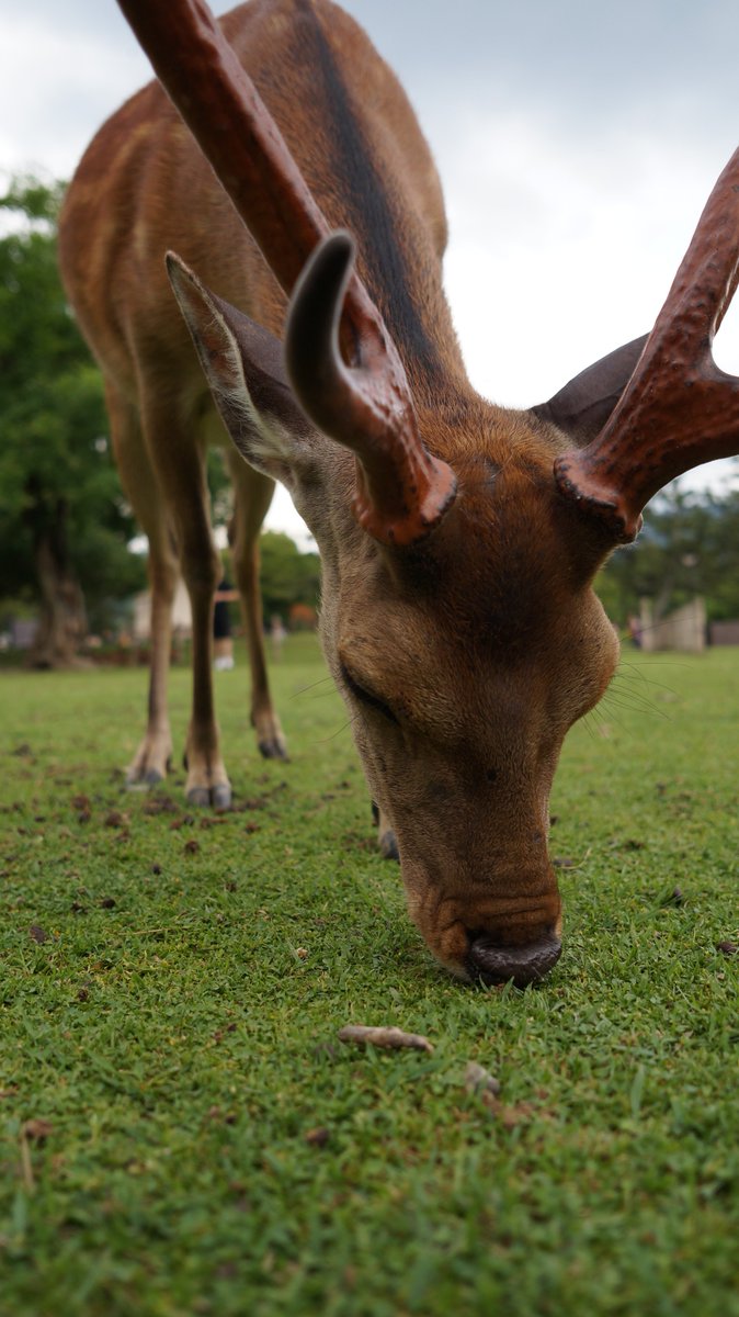 nekoevo_alpha's tweet photo. #奈良公園 のブタ鼻の鹿さん😸
ぶひ🐽
#NEXF3
19mm
F2.8
ISO 200 https://t.co/Te67I1r3gX