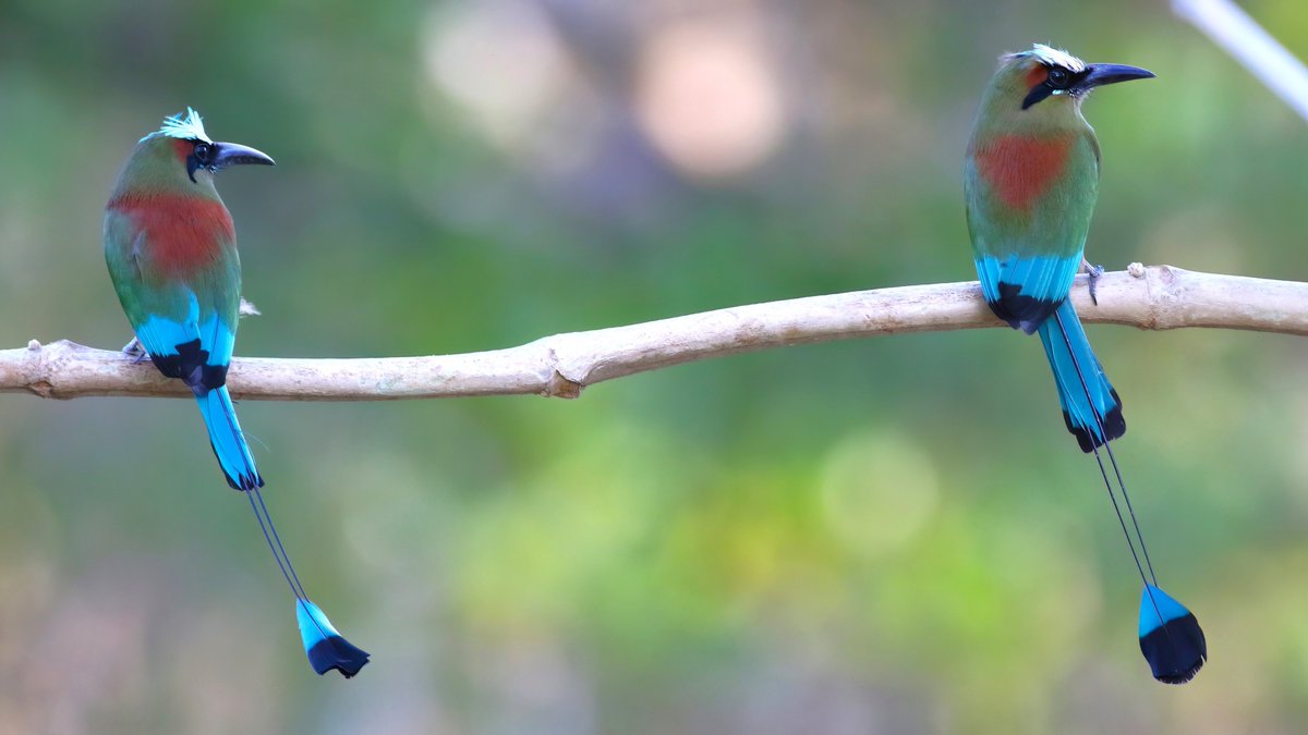 scraggybirder's tweet photo. Costa Rica day 10 part 2 - Tarcoles - from wet &amp; windy cloud forests in the morning to blisteringly hot dry forests in the afternoon. An hours birding this evening produced this gorgeous pair of Turqiose-browed Motmots. Trip list now 253sp; my target of 400 seems out of reach. https://t.co/6LT557vX57