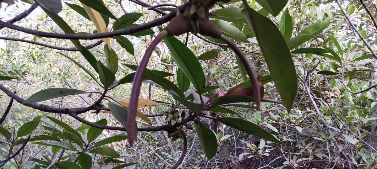 SoumyaMarineWL's tweet photo. Vande mataram 🪷

Challenges are what make life interesting and overcoming them is what makes life meaningful.

#ClimateChange
#ClimateResilience 
#ActionForClimateChange
#MangroveSeedCollection
#MangrovesForClimateResilience
#MangrovesForSustainableFuture

Jai Hind 🇮🇳 https://t.co/cDkCMckfKb