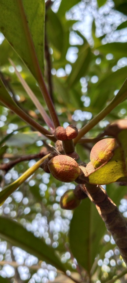 SoumyaMarineWL's tweet photo. Vande mataram 🪷

Challenges are what make life interesting and overcoming them is what makes life meaningful.

#ClimateChange
#ClimateResilience 
#ActionForClimateChange
#MangroveSeedCollection
#MangrovesForClimateResilience
#MangrovesForSustainableFuture

Jai Hind 🇮🇳 https://t.co/cDkCMckfKb