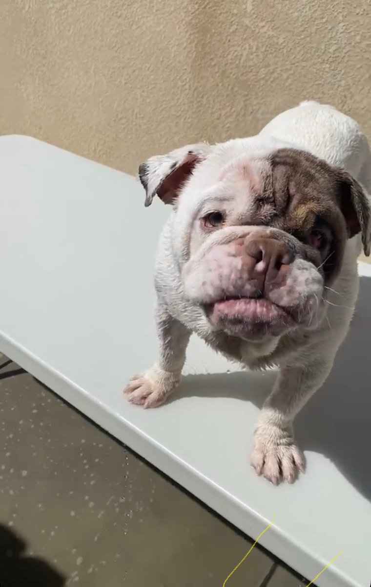 Hello Delano Now followers can you keep an eye out for this Bertha Gonzalez's bulldog: 
berthagonzalez930@gmail.com

We lost our English bulldog he got out we live behind the Maya Theater. We’re hoping to get him home. 
Email:  berthagonzalez930@gmail.com