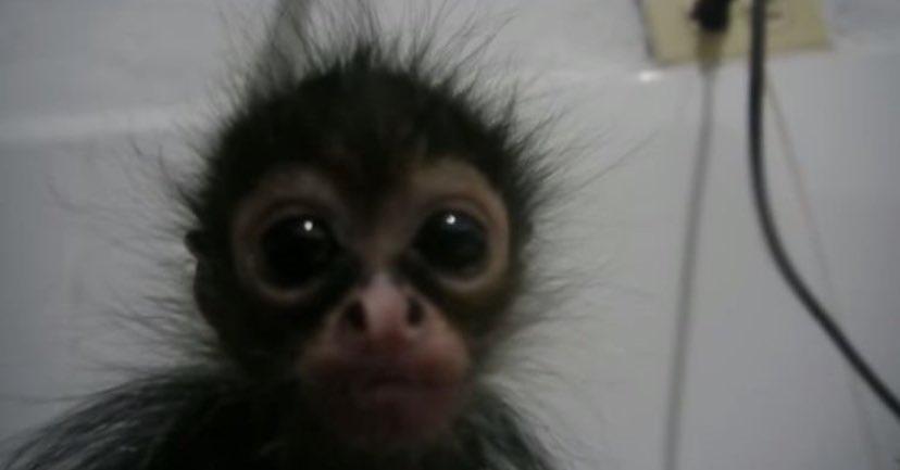sayjeanxoxo's tweet photo. i hate mondays (feelin like this lil guy rn fr) https://t.co/IvKYANtzIj