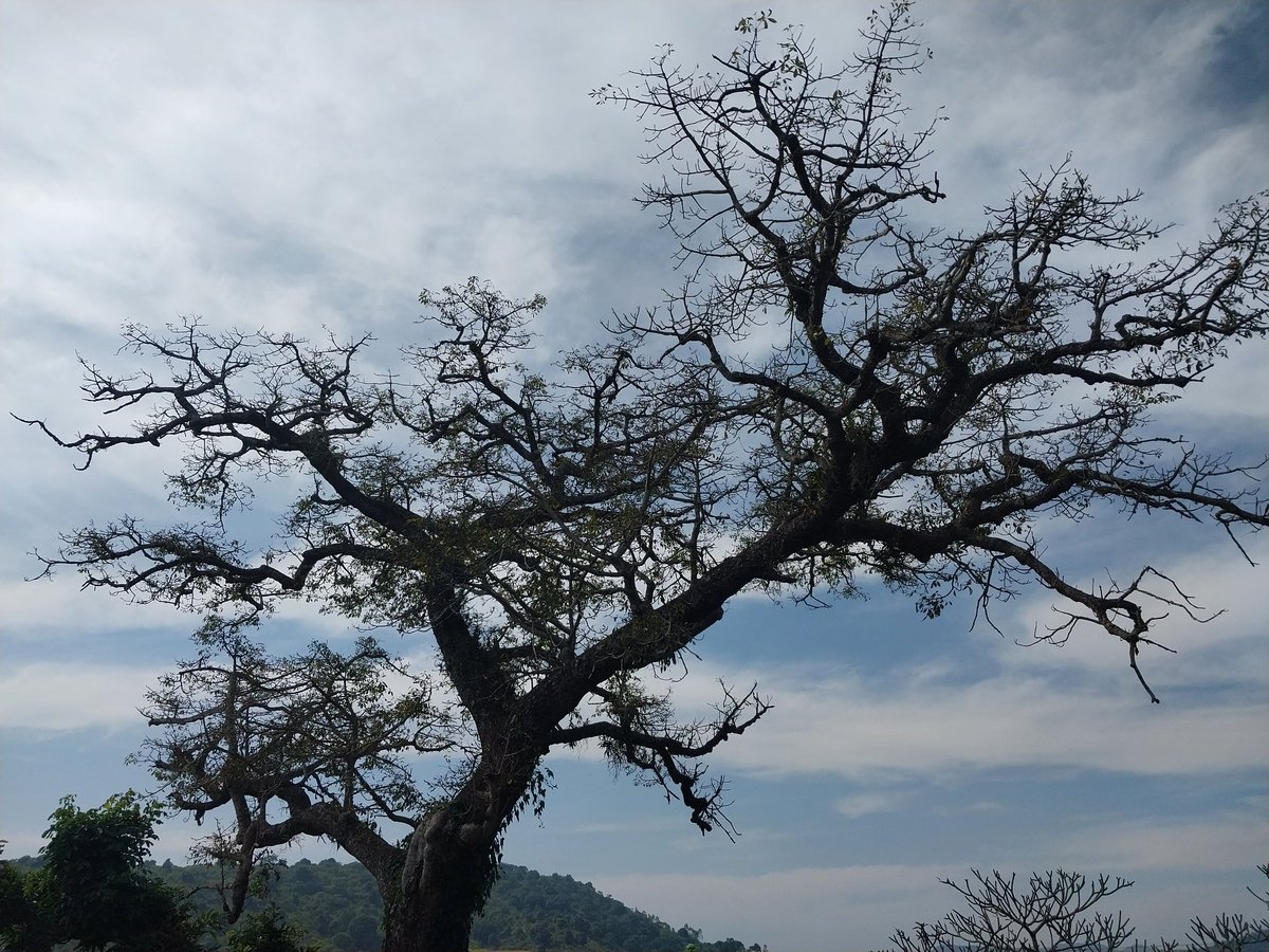 deepanwita_t's tweet photo. Trees fascinate me. I love clicking them #trees #treeshapes #MondayMood #photooftheday #photoofthedaybydeepanwita #Odisha https://t.co/DfgX82vk6M