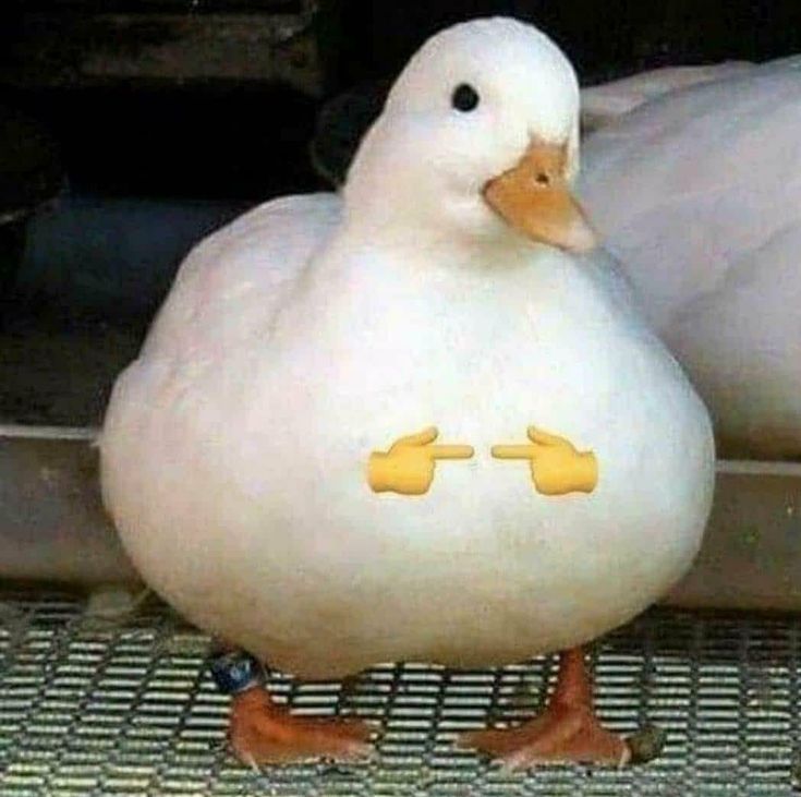 AlexHumanoAzul's tweet photo. Podemos dejar morir a las animaciones de animan studios cómo un meme por este patito https://t.co/vC7q4CRzWU
