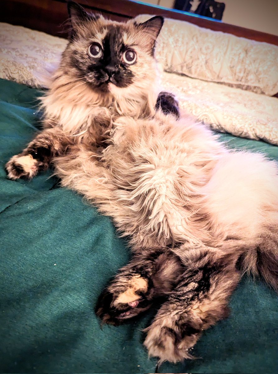 Lola is such a great cat!!