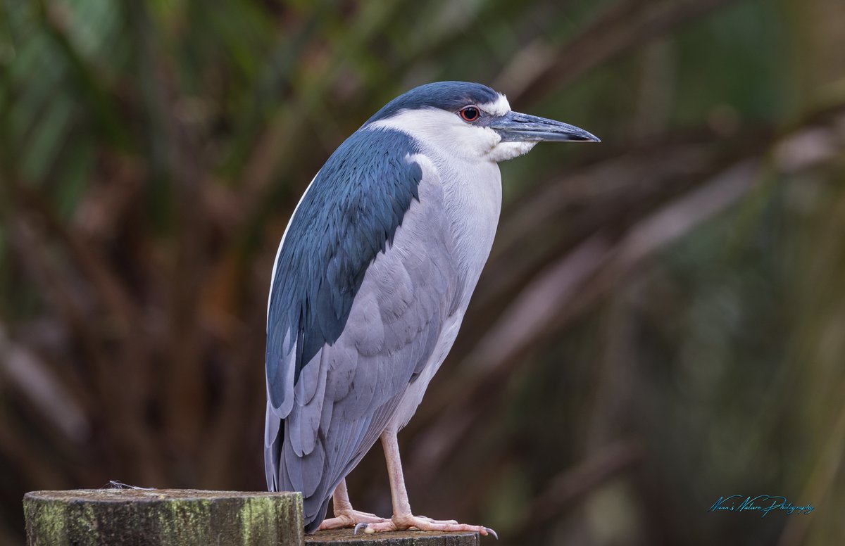 Few bird pics from the recent trip to Florida 
#photography #NaturePhotography #Florida #floridastateparks #natgeo #birdphotography  #TwitterNatureCommunity #TwitterNaturePhotography