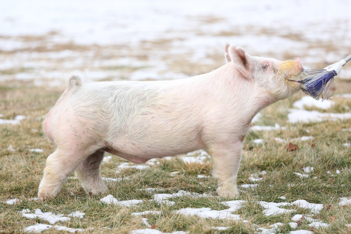 SGIBoars's tweet photo. STONE COLD :: Curly x Family Ties
Bred by :: Goss Livestock, OK
Big legs, big hair, broad build and unreal athleticism. #SGIBOARS
Read more: https://t.co/kCi9gci7B2 https://t.co/EqLOmk3lRn