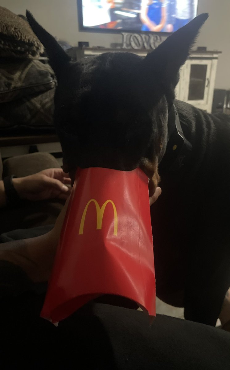 roxruiz05's tweet photo. He’s #loving it alright ! #Doberman #pac #McDonalds #fries @McDonalds #mcdonaldsfriesarelife https://t.co/5jVdZeO4lV