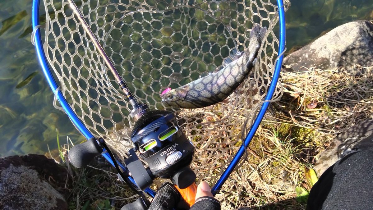 Lurecafe_01's tweet image. 時代は1.5倍速・・・という事で巻取速度を1.5倍に改造した33マイクロとオメガプロを管理釣り場で試してみました。

一応どちらも実釣可能という結論です。33マイクロはもうちょっとハンドルを長くしても良いかも。

次は渓流で使ってみたいですね。

#スピンキャスト 
#Spincast
#ゼブコ 
#Zebco