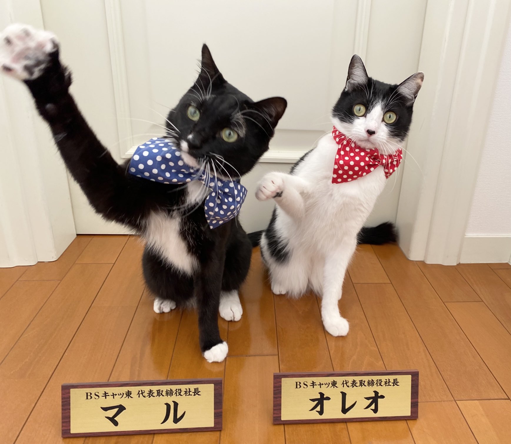 藤 あや子🐾 on X: 