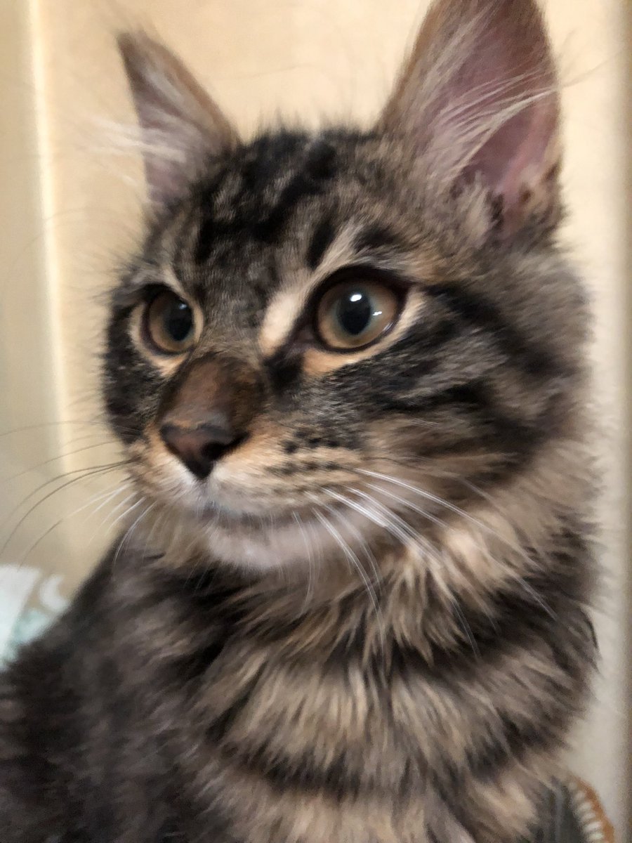 yuchan_chan0709's tweet image. ほんとに男前な猫💖
肩に飛び乗ってくる
私は傷だらけ
手作りご飯ももりもり食べる

 #猫との暮らし 
 #動物のご飯
 #動物の健康