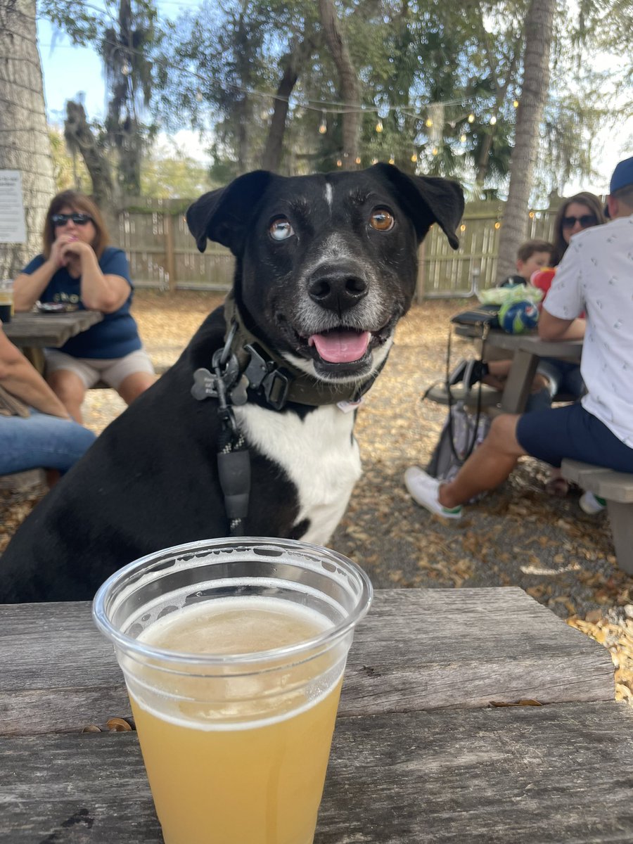 marissageee's tweet photo. My dog before and after he threw up at a brewery and killed the vibe lol https://t.co/TYV2KtHCFR