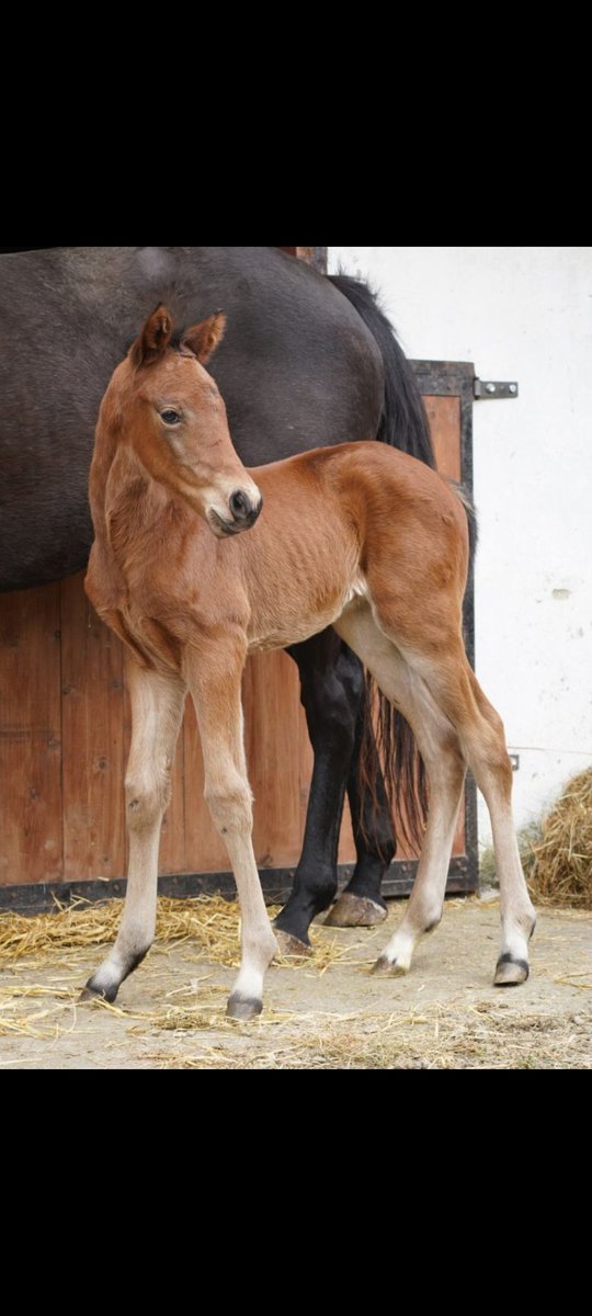 bernardsee's tweet photo. Crystal Ocean colt out of Blackrock Lady (1 week old)
#RPFoalGallery #beechesstud https://t.co/qSGPoXt8gR