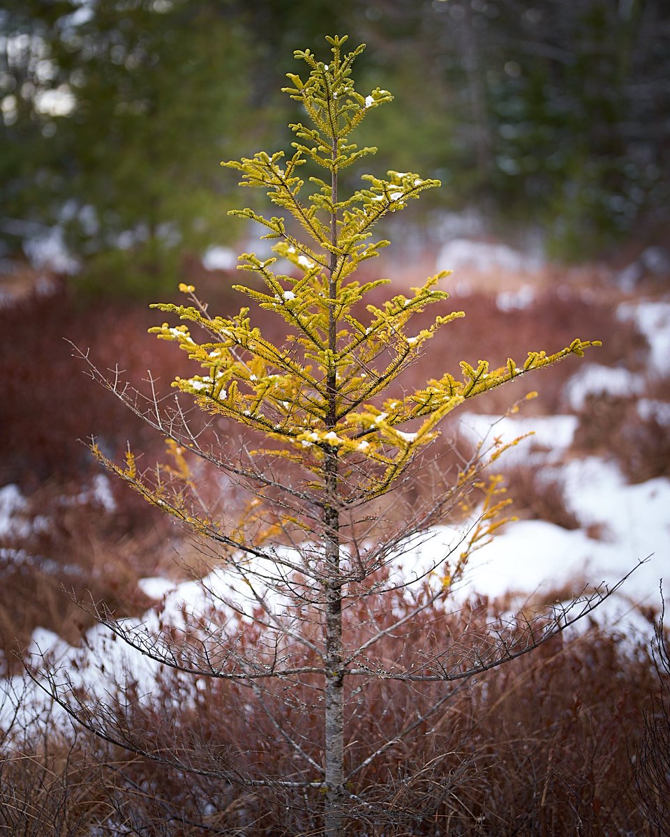 DrRob_Thacker's tweet photo. Took some time to appreciate the amazing scenery right on our doorstep #BMBCL #Halifax #kjipuktuk. Amazingly saw a few flies out in the 3 C weather. Half wonder if someone brought them in their car 😁#photography Thoughts for these pics, "flow" and "grow" https://t.co/EEbAc6rJDZ