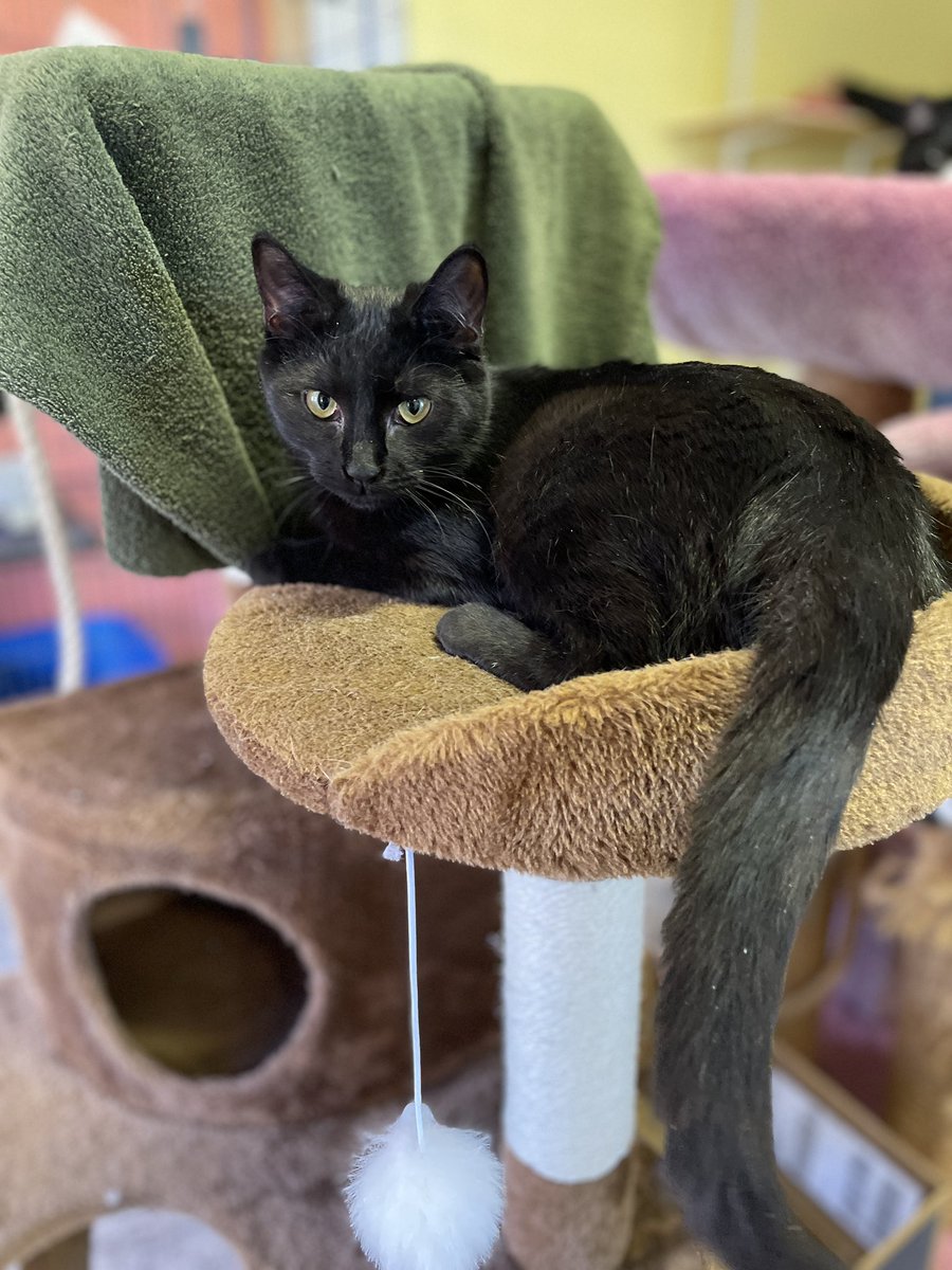 Mystic is gorgeous! A mellow 7 month old 💖pls RT to help find the purrfect home #Adoptdontshop #virginia #cats #kittens #dc #washingtondc #pets #nova #rescue #sunday #positvevibes