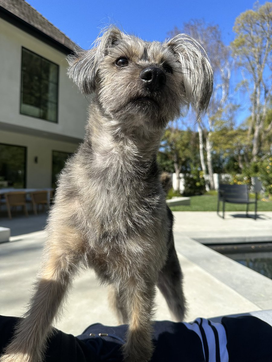 James Gunn tweet media